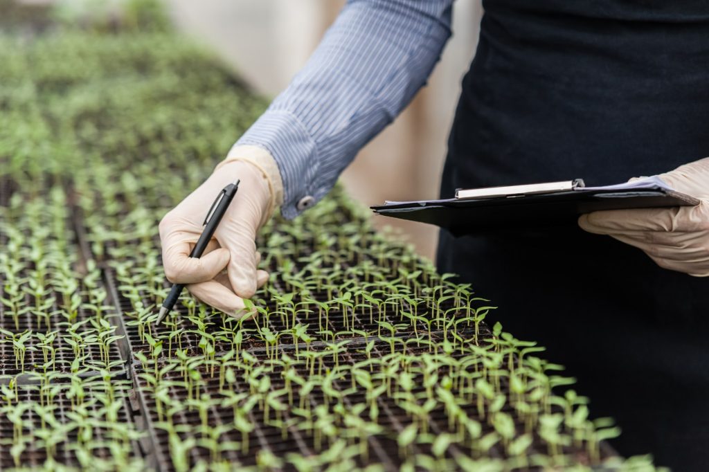 Ingeniera revisa un cultivo de microbrotes